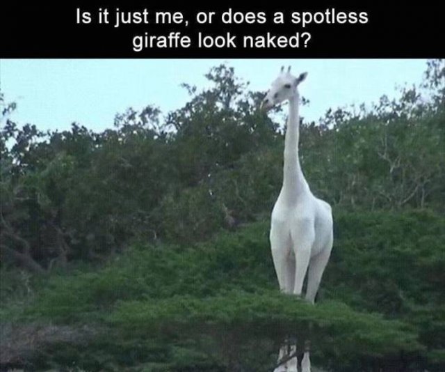 Random Funny Memes (152 pics)
