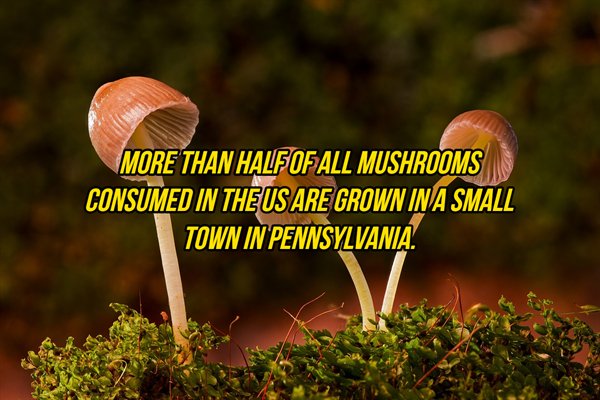 Interesting Facts (21 pics)