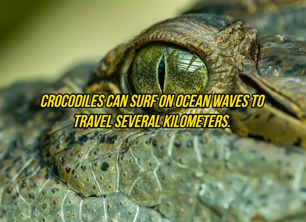 Interesting Facts (21 pics)