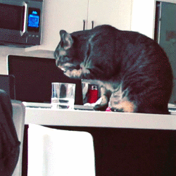 Acid Gifdump, December 7 (25 gifs)