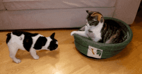 Acid Gifdump, December 7 (25 gifs)