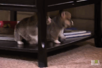 Acid Gifdump, December 7 (25 gifs)