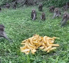 Acid Gifdump, December 7 (25 gifs)