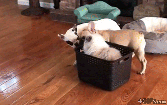 Acid Gifdump, December 7 (25 gifs)