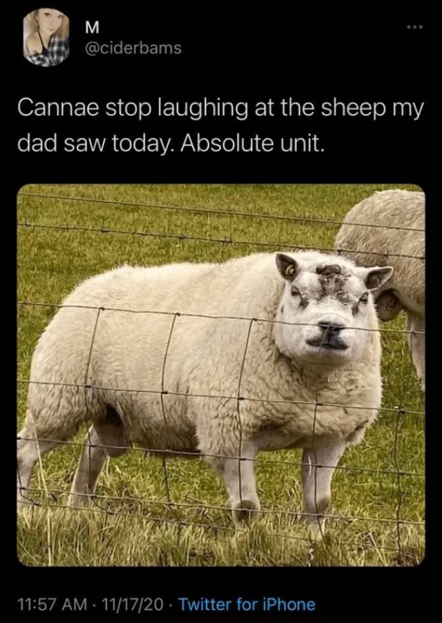 Scottish Tweets (33 pics)
