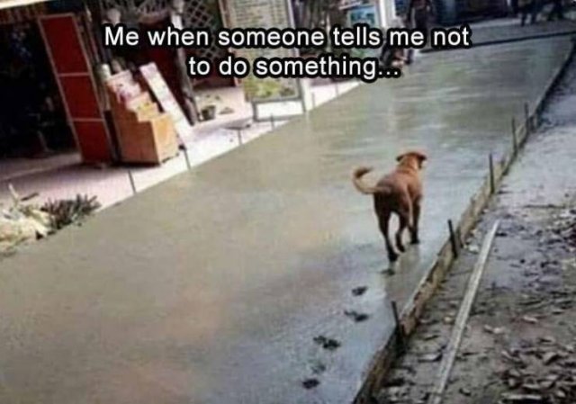 Random Funny Memes (80 pics)