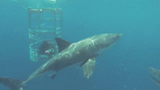 Acid Gifdump, December 9 (25 gifs)