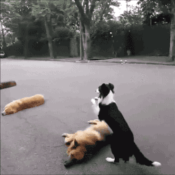 Acid Gifdump, December 9 (25 gifs)