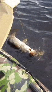Acid Gifdump, December 9 (25 gifs)