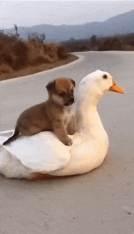 Acid Gifdump, December 9 (25 gifs)