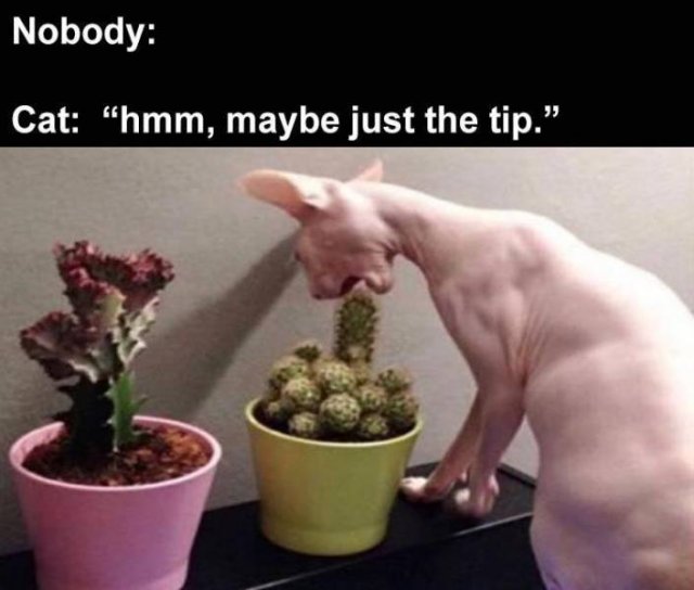 Random Funny Memes (64 pics)