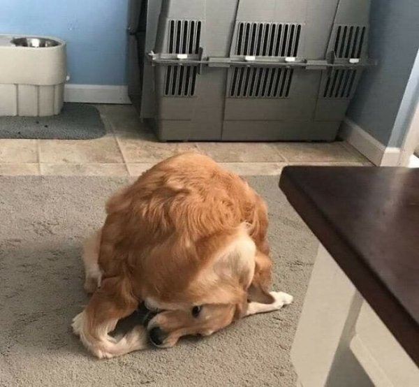 These Dog Are Broken (40 pics)