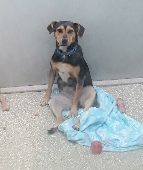 These Dog Are Broken (40 pics) These Dog Are Broken (40 pics)