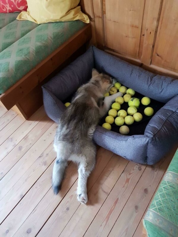 These Dog Are Broken (40 pics) These Dog Are Broken (40 pics)