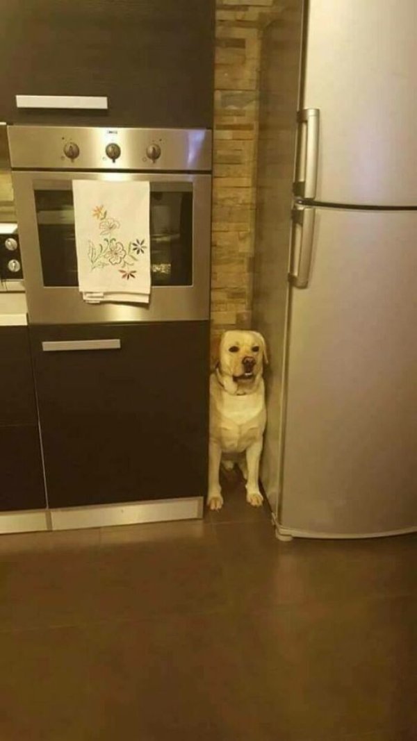 These Dog Are Broken (40 pics) These Dog Are Broken (40 pics)