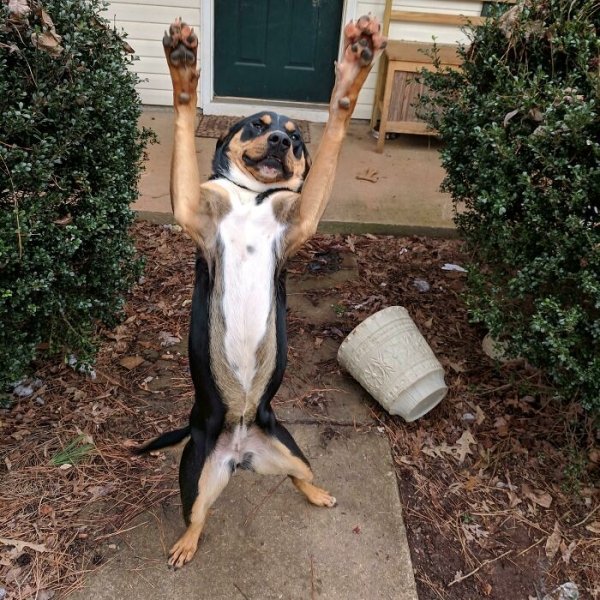These Dog Are Broken (40 pics) These Dog Are Broken (40 pics)