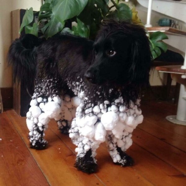 These Dog Are Broken (40 pics) These Dog Are Broken (40 pics)