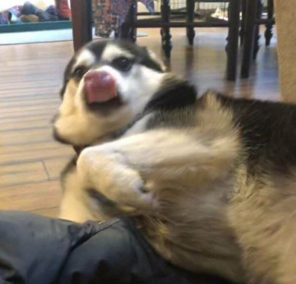 These Dog Are Broken (40 pics)