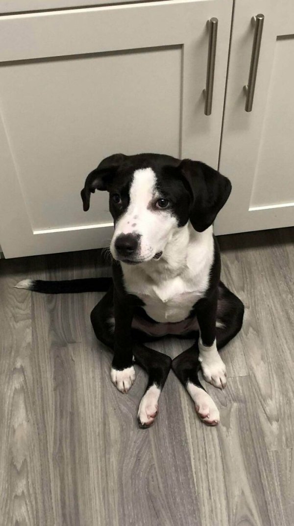 These Dog Are Broken (40 pics) These Dog Are Broken (40 pics)