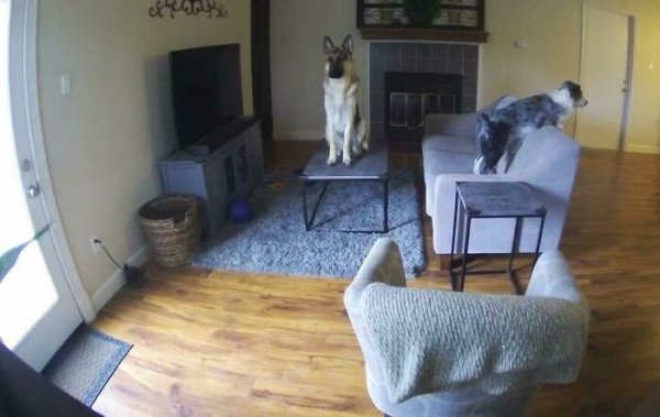 These Dog Are Broken (40 pics)