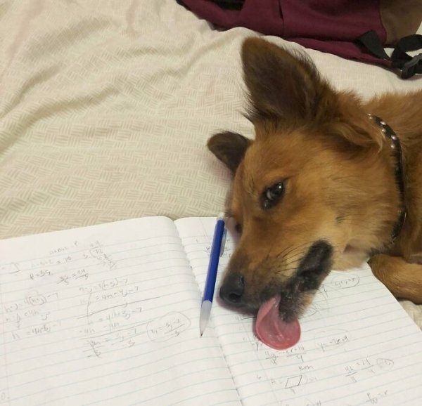 These Dog Are Broken (40 pics) These Dog Are Broken (40 pics)