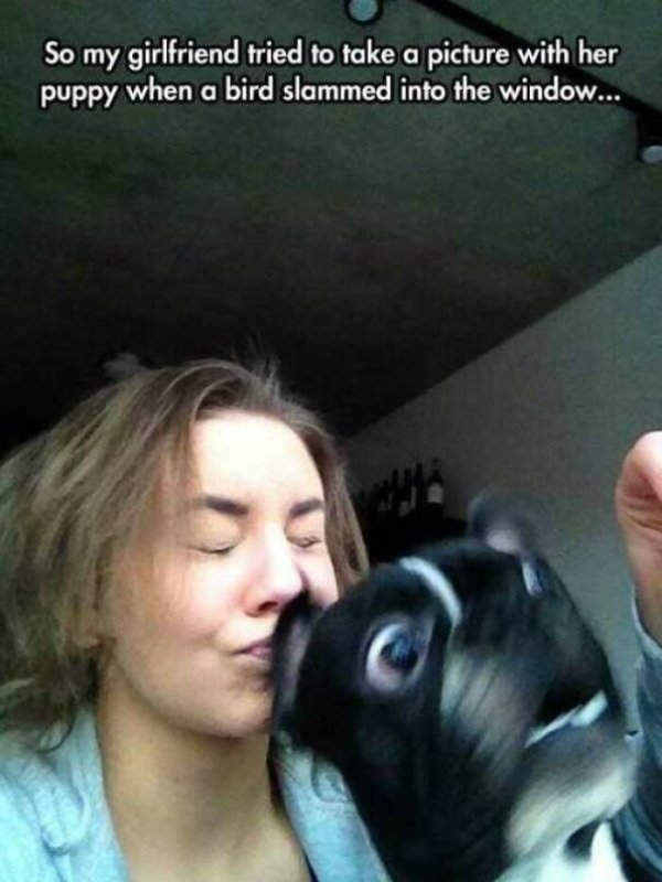 These Dog Are Broken (40 pics) These Dog Are Broken (40 pics)
