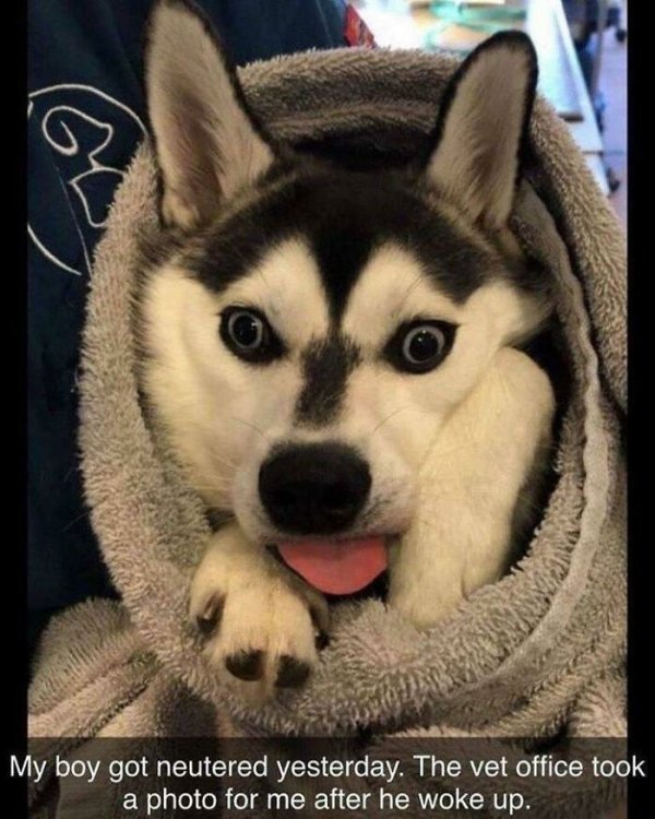 These Dog Are Broken (40 pics) These Dog Are Broken (40 pics)