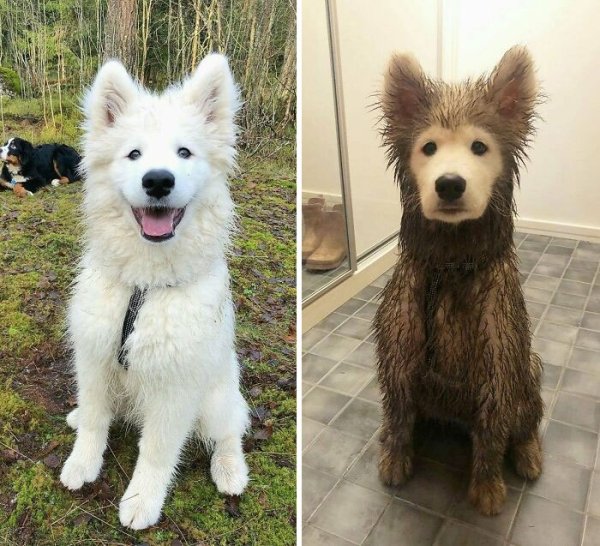 These Dog Are Broken (40 pics) These Dog Are Broken (40 pics)