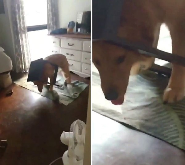 These Dog Are Broken (40 pics) These Dog Are Broken (40 pics)