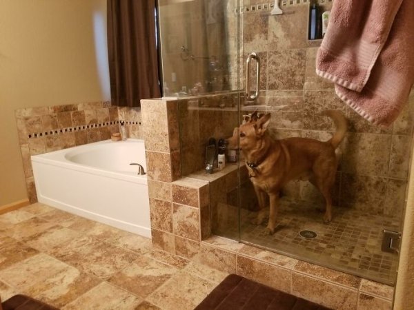 These Dog Are Broken (40 pics) These Dog Are Broken (40 pics)