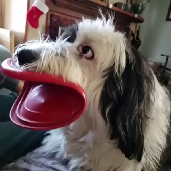 These Dog Are Broken (40 pics) These Dog Are Broken (40 pics)
