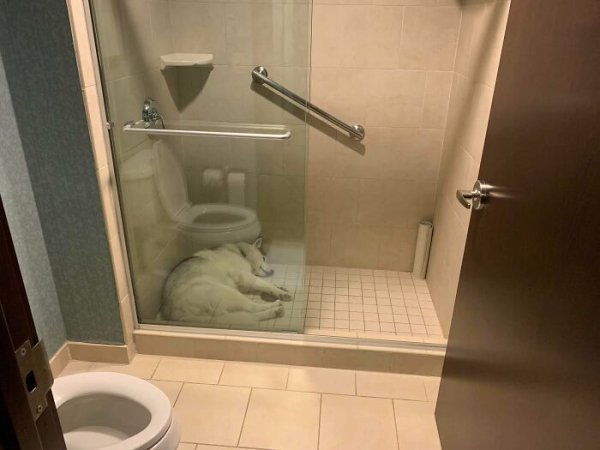 These Dog Are Broken (40 pics)