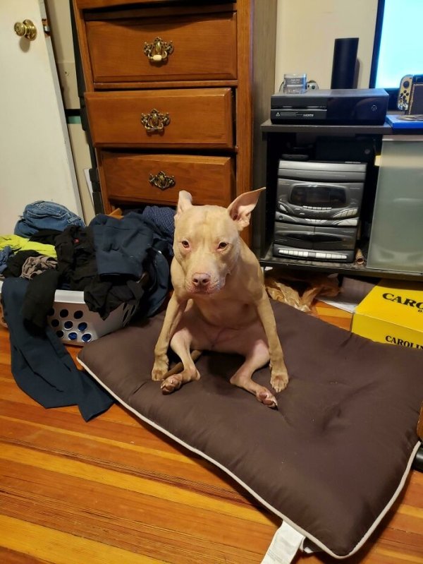 These Dog Are Broken (40 pics) These Dog Are Broken (40 pics)
