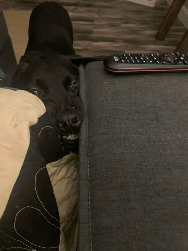These Dog Are Broken (40 pics) These Dog Are Broken (40 pics)