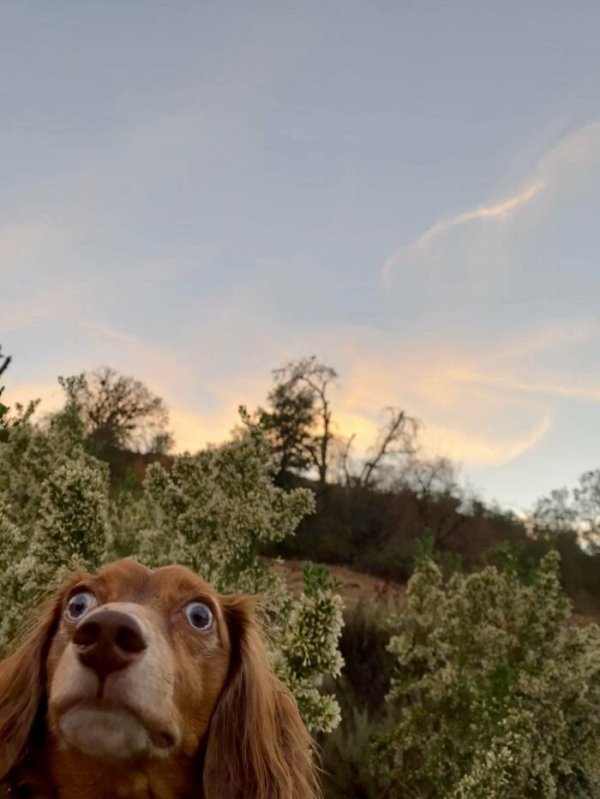 These Dog Are Broken (40 pics) These Dog Are Broken (40 pics)