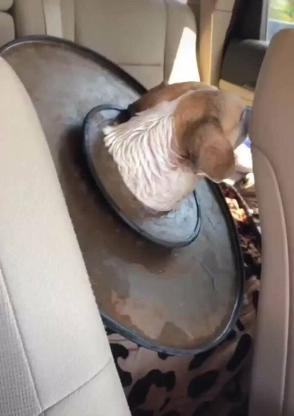 These Dog Are Broken (40 pics) These Dog Are Broken (40 pics)