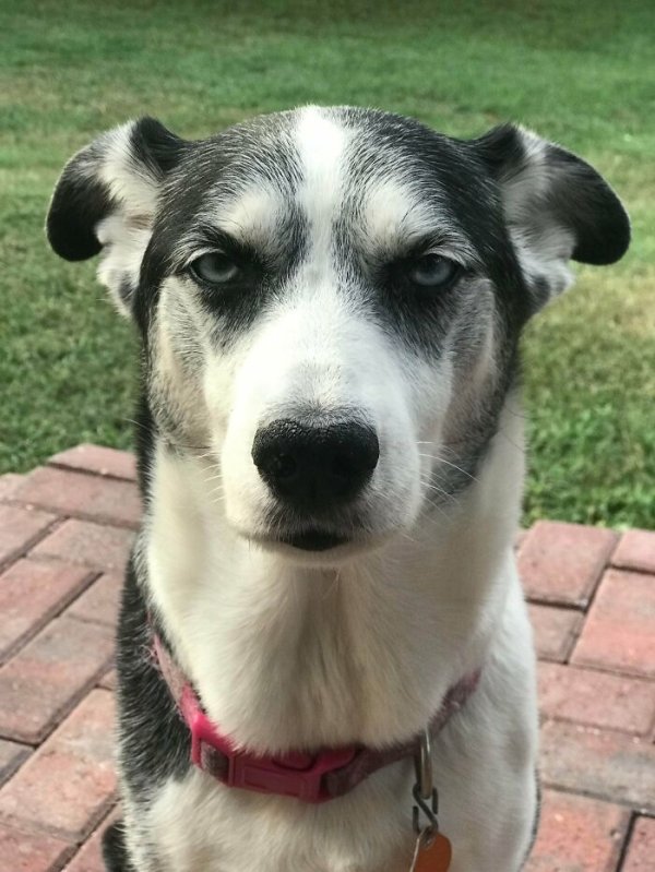 These Dog Are Broken (40 pics) These Dog Are Broken (40 pics)