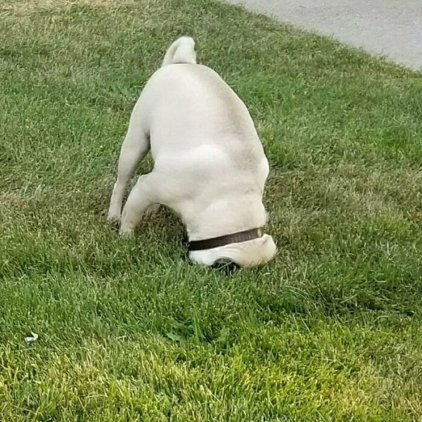 These Dog Are Broken (40 pics) These Dog Are Broken (40 pics)