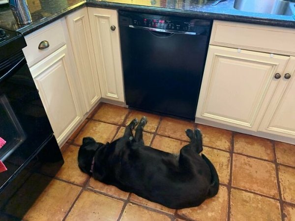These Dog Are Broken (40 pics) These Dog Are Broken (40 pics)
