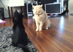 Acid Gifdump, December 10 (25 gifs)