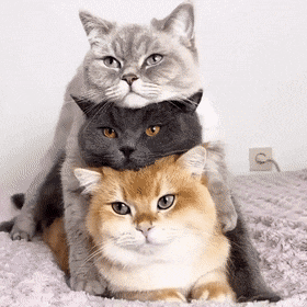 Acid Gifdump, December 11 (25 gifs)