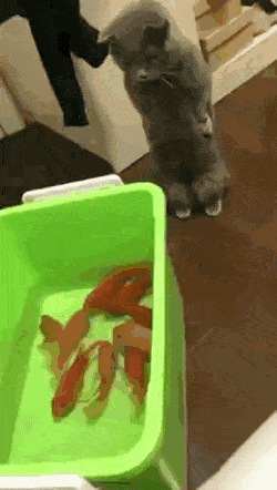 Acid Gifdump, December 11 (25 gifs)