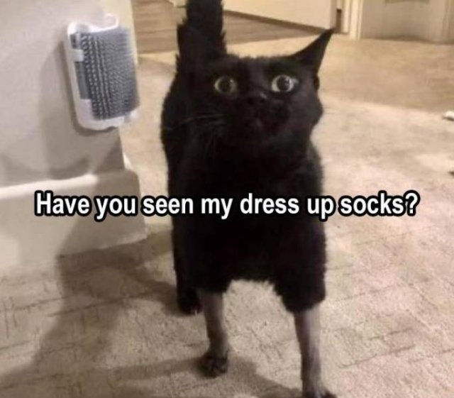 Random Funny Memes (73 pics)