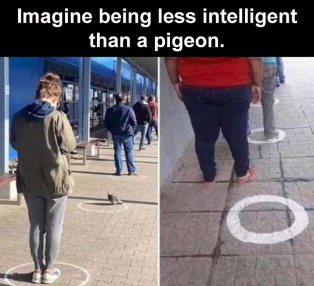 Random Funny Memes (73 pics)