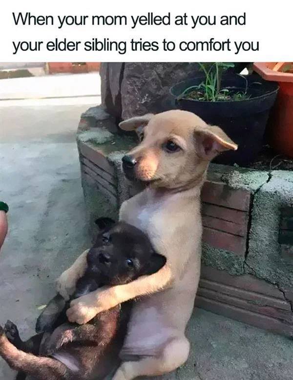 Sibling Memes (27 pics)