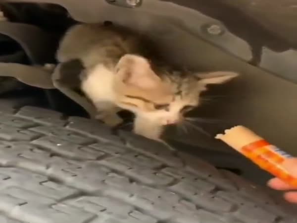 Street Cat Rescue