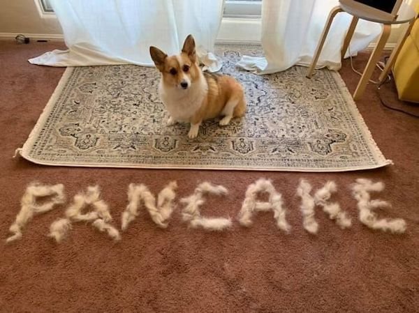 Shedding Dog Challenge (25 pics)