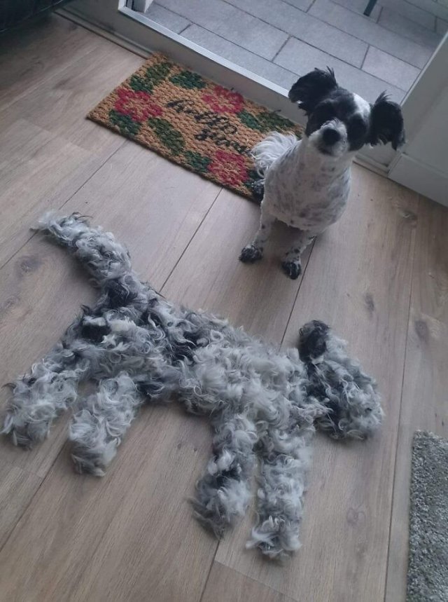 Shedding Dog Challenge (25 pics)