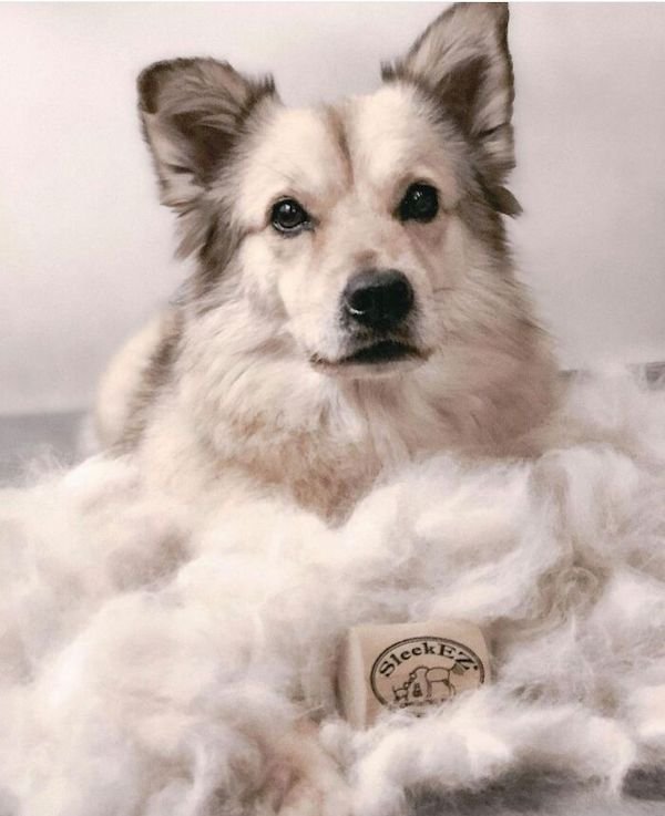 Shedding Dog Challenge (25 pics)