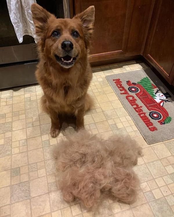 Shedding Dog Challenge (25 pics)